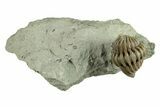 Wide, Enrolled Flexicalymene Trilobite - Indiana #270422-1